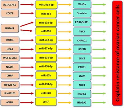 Long noncoding RNAs as therapeutic targets to overcome chemoresistance in ovarian cancer